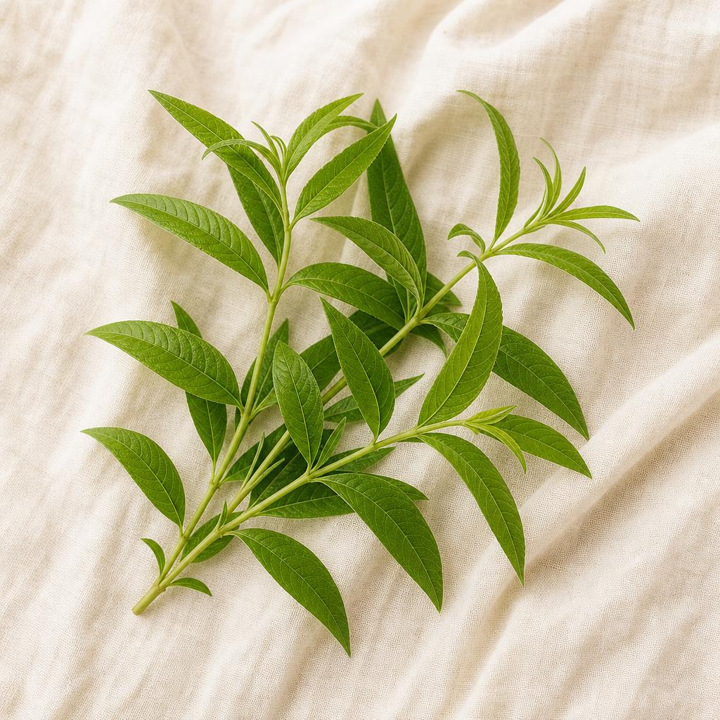 Verbena